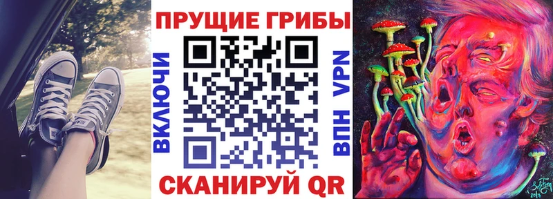 Псилоцибиновые грибы Psilocybe Приморск